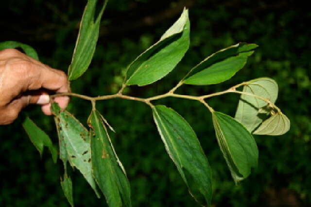 Plancia ëd Bauhinia ungulata L.