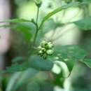 Image of Varronia inermis (Mill.) A. Borhidi