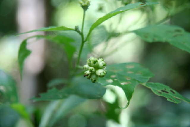 Image of Varronia inermis (Mill.) A. Borhidi