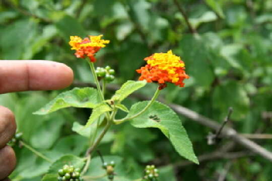 Image of lantana