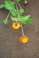 Image of lantana