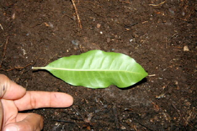 Слика од Pouteria reticulata (Engl.) Eyma