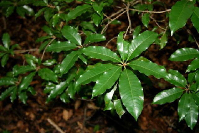 Слика од Pouteria reticulata (Engl.) Eyma