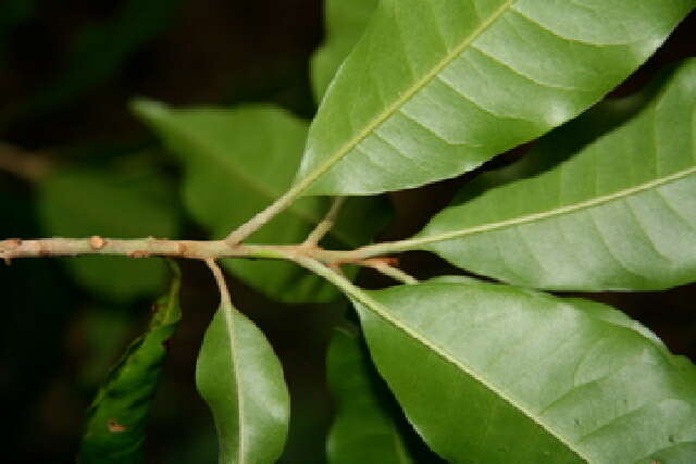 Слика од Pouteria reticulata (Engl.) Eyma