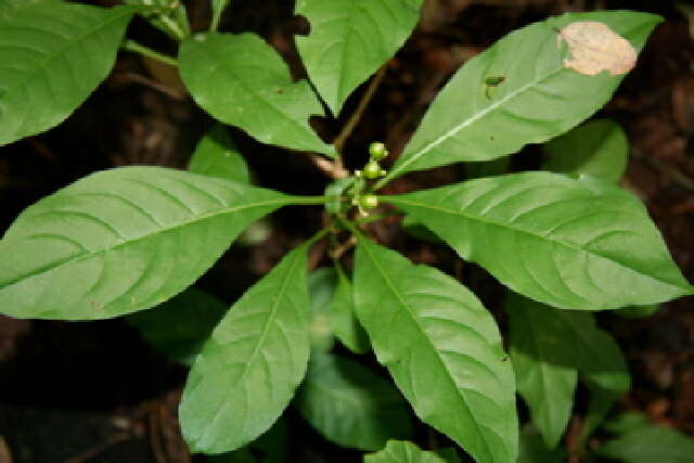 Image of thicket wild coffee