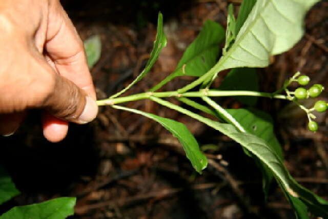 Image of thicket wild coffee