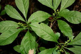 Image of thicket wild coffee