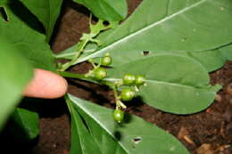 Image of thicket wild coffee