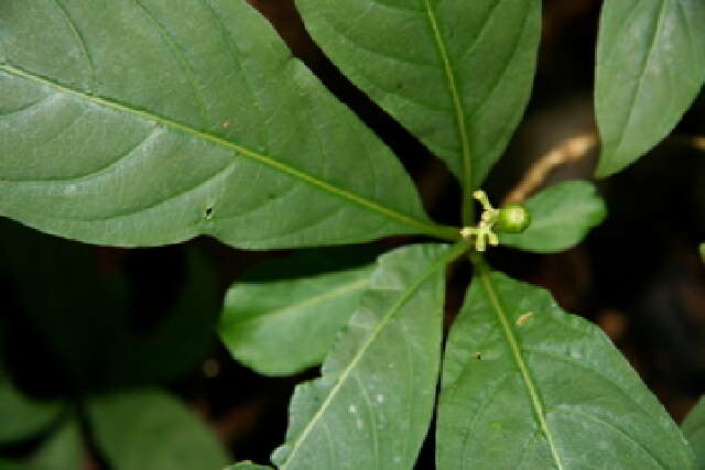 Image of thicket wild coffee