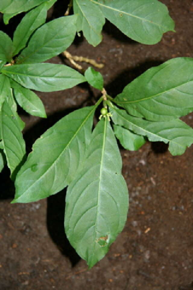 Image of thicket wild coffee