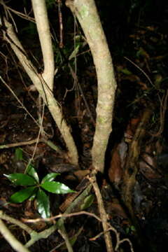 Image of Coccoloba guanacastensis W. C. Burger