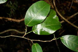 Image of Coccoloba guanacastensis W. C. Burger