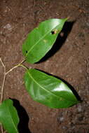 Image of Coccoloba guanacastensis W. C. Burger