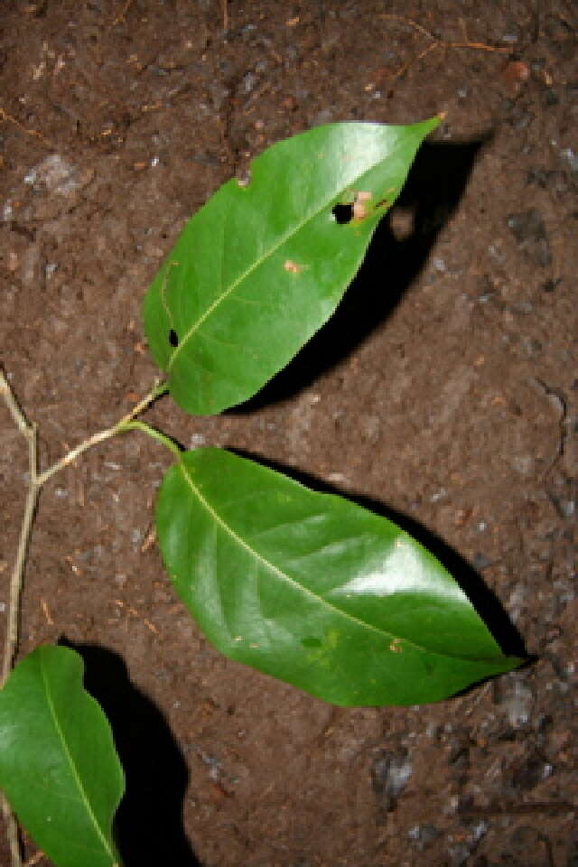 Image of Coccoloba guanacastensis W. C. Burger