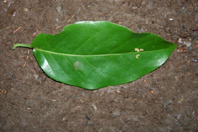 Image of Coccoloba guanacastensis W. C. Burger