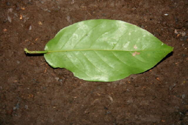 Image of Coccoloba guanacastensis W. C. Burger