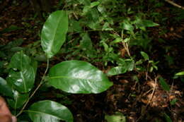 Image of Coccoloba guanacastensis W. C. Burger