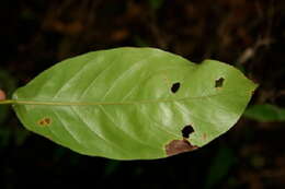 Image of Coccoloba guanacastensis W. C. Burger