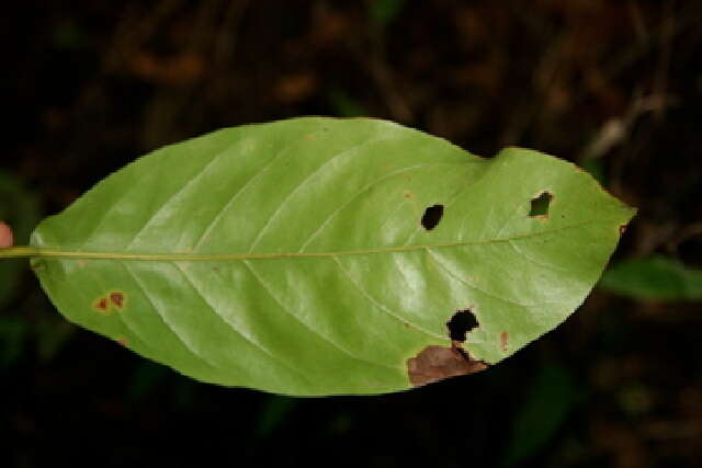 Image of Coccoloba guanacastensis W. C. Burger