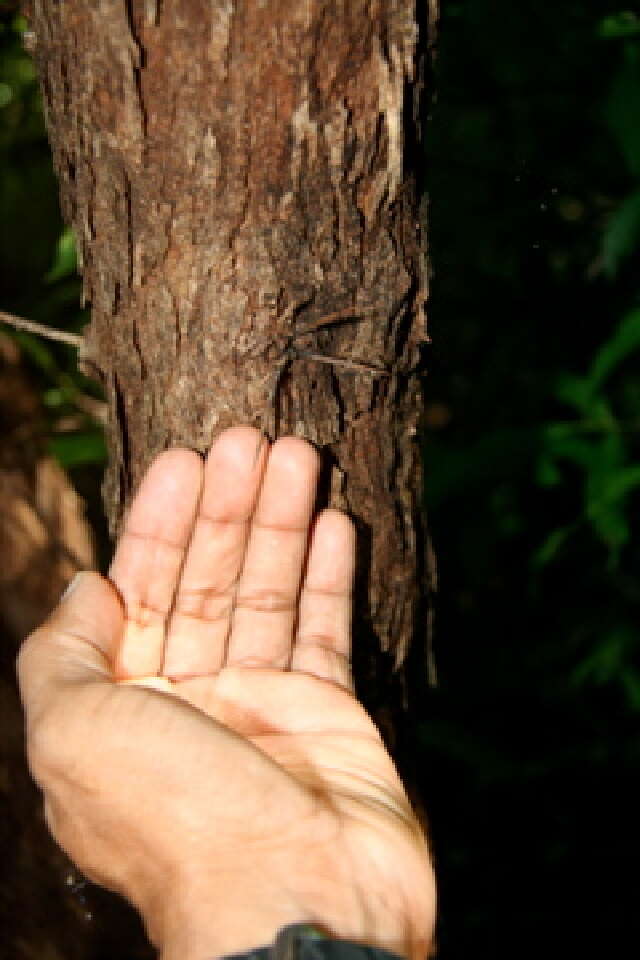 Xylosma (rights holder: Guanacaste Dry Forest Conservation Fund. Daniel H. Janzen. Year: 2010.)