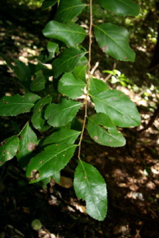 Image of Xylosma flexuosum (Kunth) Hemsl.
