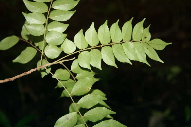 Picramniaceae (rights holder: Guanacaste Dry Forest Conservation Fund. Daniel H. Janzen. Year: 2010.)