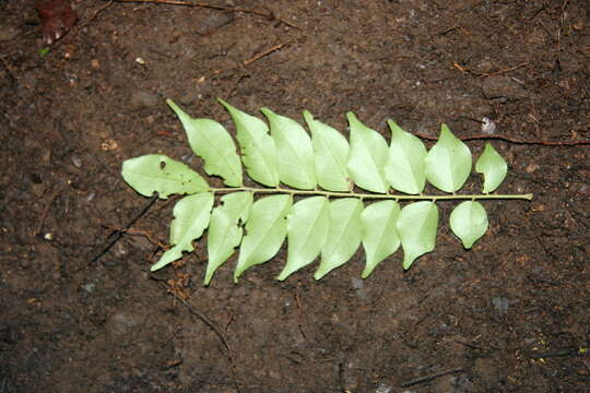 Image of Picramnia latifolia Tul.