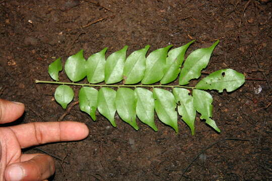 Image of Picramnia latifolia Tul.