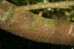 Image of Picramnia latifolia Tul.