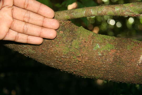 Image of Picramnia latifolia Tul.