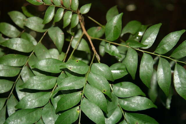 Imagem de Picramnia latifolia Tul.