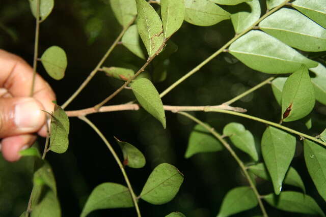Image of Picramnia latifolia Tul.