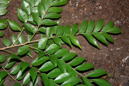 Image of Picramnia latifolia Tul.