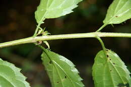 Image of Koanophyllon albicaule (Sch. Bip. ex Klatt) R. King & H. Rob.