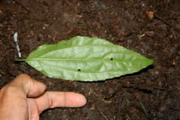 Image of Koanophyllon albicaule (Sch. Bip. ex Klatt) R. King & H. Rob.
