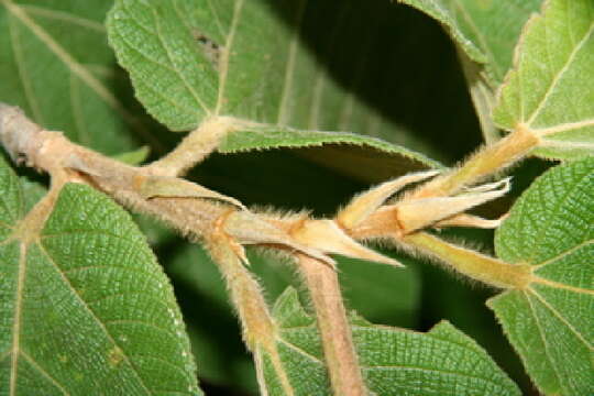 Image of Apeiba tibourbou Aubl.