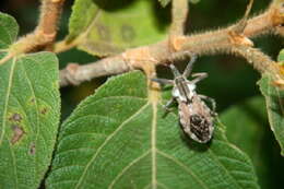 Image of Apeiba tibourbou Aubl.