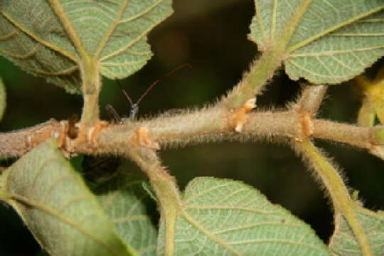 Image of Apeiba tibourbou Aubl.