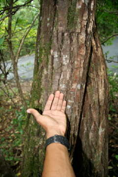 Image of Cocobolo