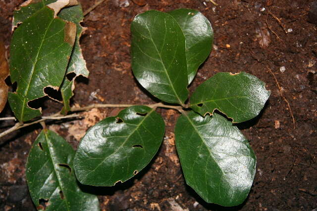 Image of Quercus oleoides Schltdl. & Cham.