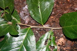 Image of Quercus oleoides Schltdl. & Cham.