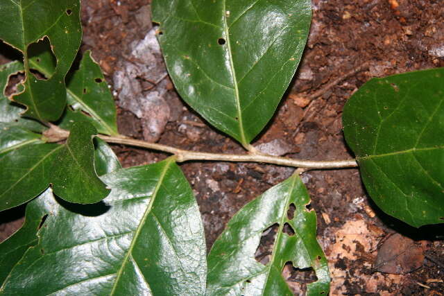 Image of Quercus oleoides Schltdl. & Cham.