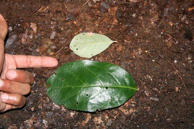 Image of Quercus oleoides Schltdl. & Cham.