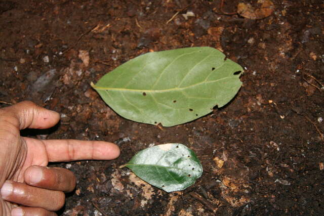 Image of Quercus oleoides Schltdl. & Cham.