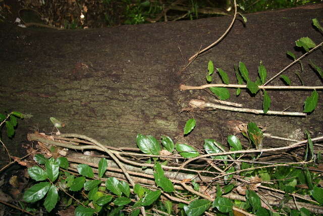 Image of Quercus oleoides Schltdl. & Cham.