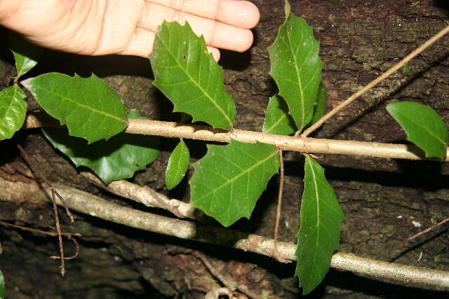 Image of Quercus oleoides Schltdl. & Cham.