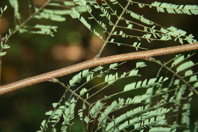 Plancia ëd Lysiloma aurita (Schltdl.) Benth.