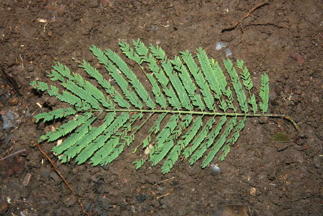 Plancia ëd Lysiloma aurita (Schltdl.) Benth.