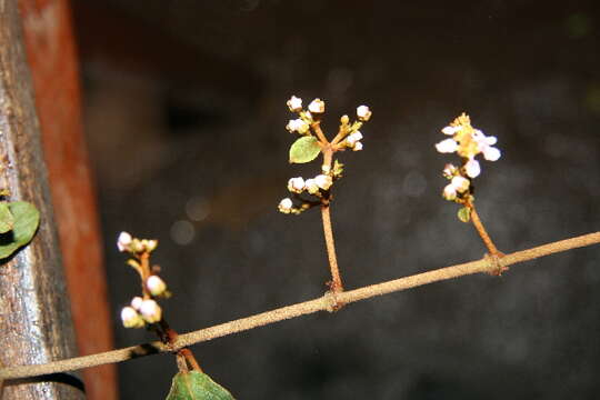 Image of Heteropterys panamensis J. Cuatrec. & T. B. Croat