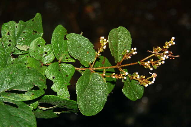 Image of Heteropterys panamensis J. Cuatrec. & T. B. Croat